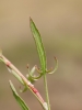 Rumex acetosella subsp. tenuifolius
