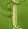 Hypericum tetrapterum