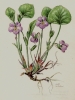 Viola mirabilis