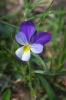 Viola tricolor subsp. curtisii