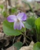 Viola x pluricaulis