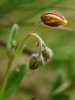Helianthemum grandiflorum subsp. grandiflorum