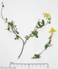 Helianthemum grandiflorum subsp. obscurum