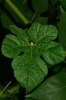Cucurbita ficifolia