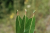 Salix daphnoides