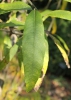 Salix x dasyclados