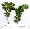 Vaccinium vitis-idaea