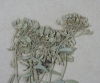 Alyssum argenteum