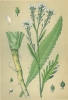 Armoracia rusticana