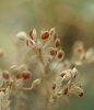 Aurinia saxatilis subsp. arduini