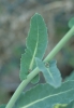 Brassica napus subsp. napus