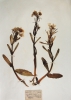 Brassica oleracea var. capitata