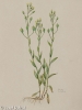 Camelina alyssum subsp. integerrima