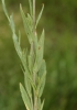 Camelina microcarpa