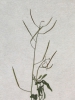 Cardamine parviflora