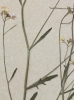 Cardaminopsis arenosa