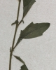 Cardaminopsis halleri