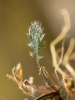 Cardaminopsis petraea