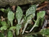 Cardaminopsis petraea