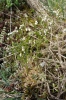 Erophila spathulata