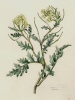 Erucastrum gallicum