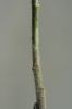 Sisymbrium loeselii