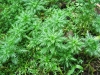 Hottonia palustris