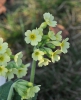 Primula elatior subsp. corcontica