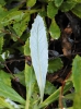 Primula farinosa