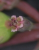Euphorbia humifusa