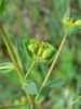 Euphorbia waldsteinii