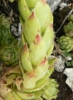 Jovibarba globifera subsp. hirta