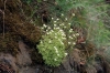 Saxifraga rosacea subsp. steinmannii