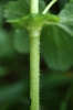 Alchemilla cymatophylla