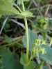 Alchemilla filicaulis subsp. filicaulis