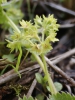 Alchemilla filicaulis subsp. vestita