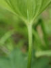 Alchemilla obtusa subsp. obtusa