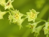 Alchemilla obtusa subsp. obtusa