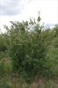 Cotoneaster melanocarpus