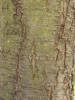 Prunus domestica