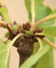 Prunus insititia