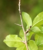 Prunus spinosa