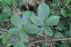 Rubus acanthodes