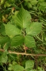 Rubus ambrosius