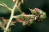 Rubus barrandienicus