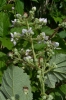 Rubus bohemiicola