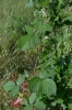 Rubus brdensis