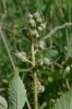 Rubus centrobohemicus