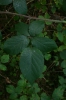 Rubus chaerophylloides