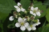 Rubus dollnensis